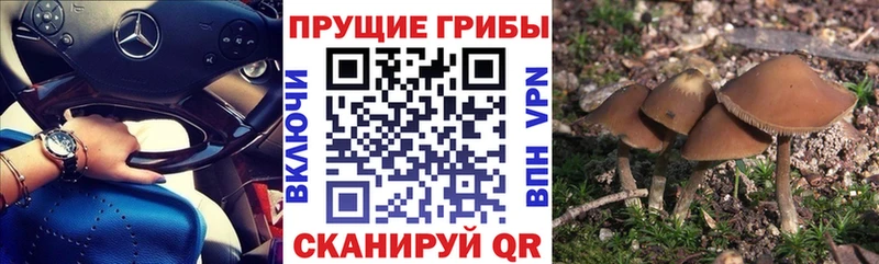 продажа наркотиков  Малая Вишера  Галлюциногенные грибы Cubensis 